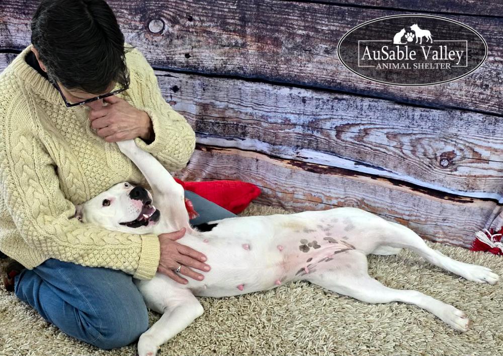 Enlarge Luna, a Adoptable mixed breed in Grayling, MI image 5/6