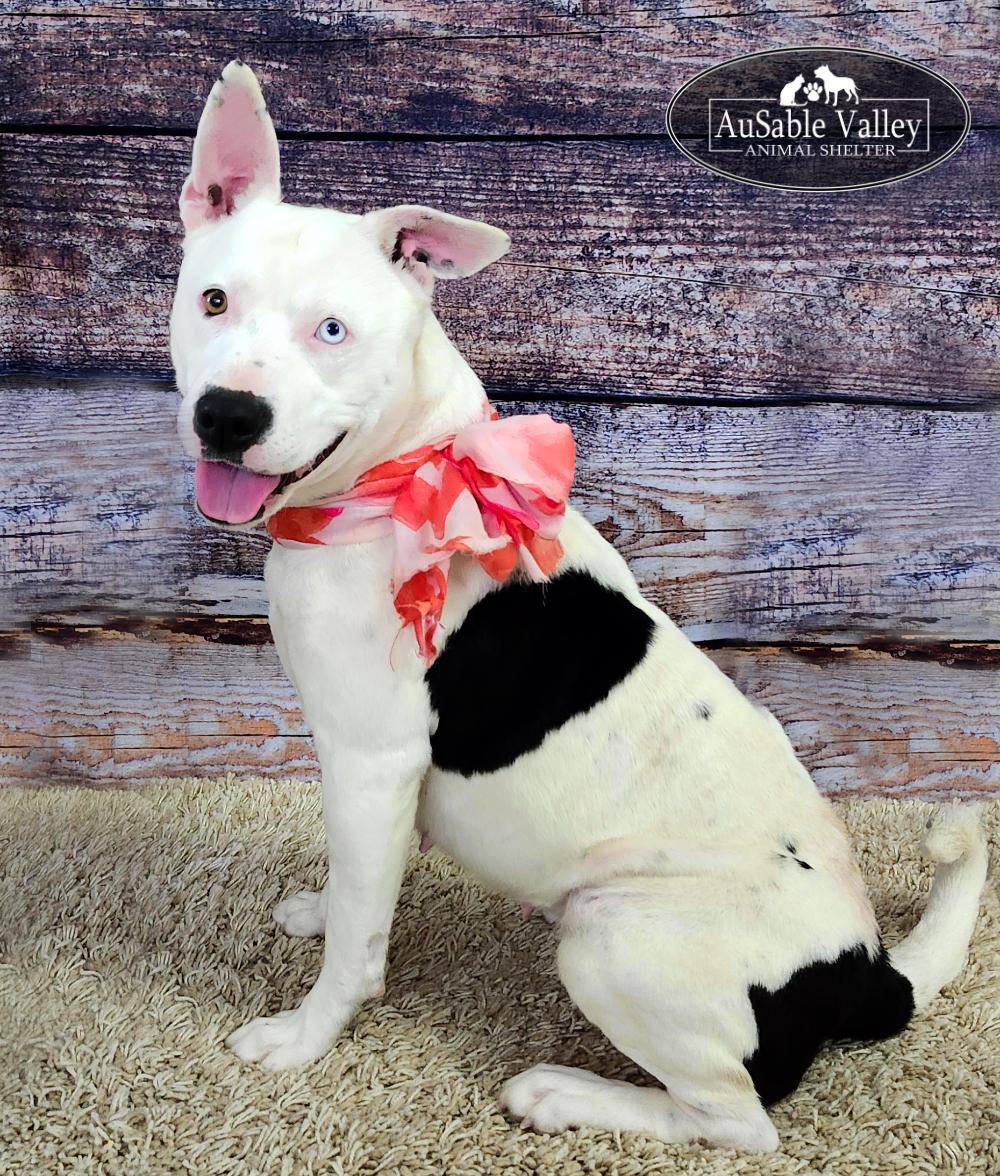 Luna, Adoptable, Adult Female Mixed Breed.