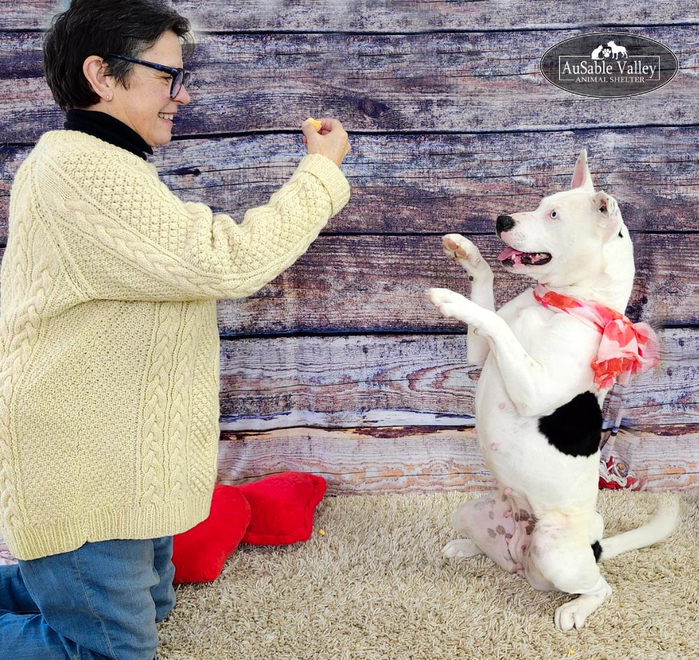 Enlarge Luna, a Adoptable mixed breed in Grayling, MI image 4/6