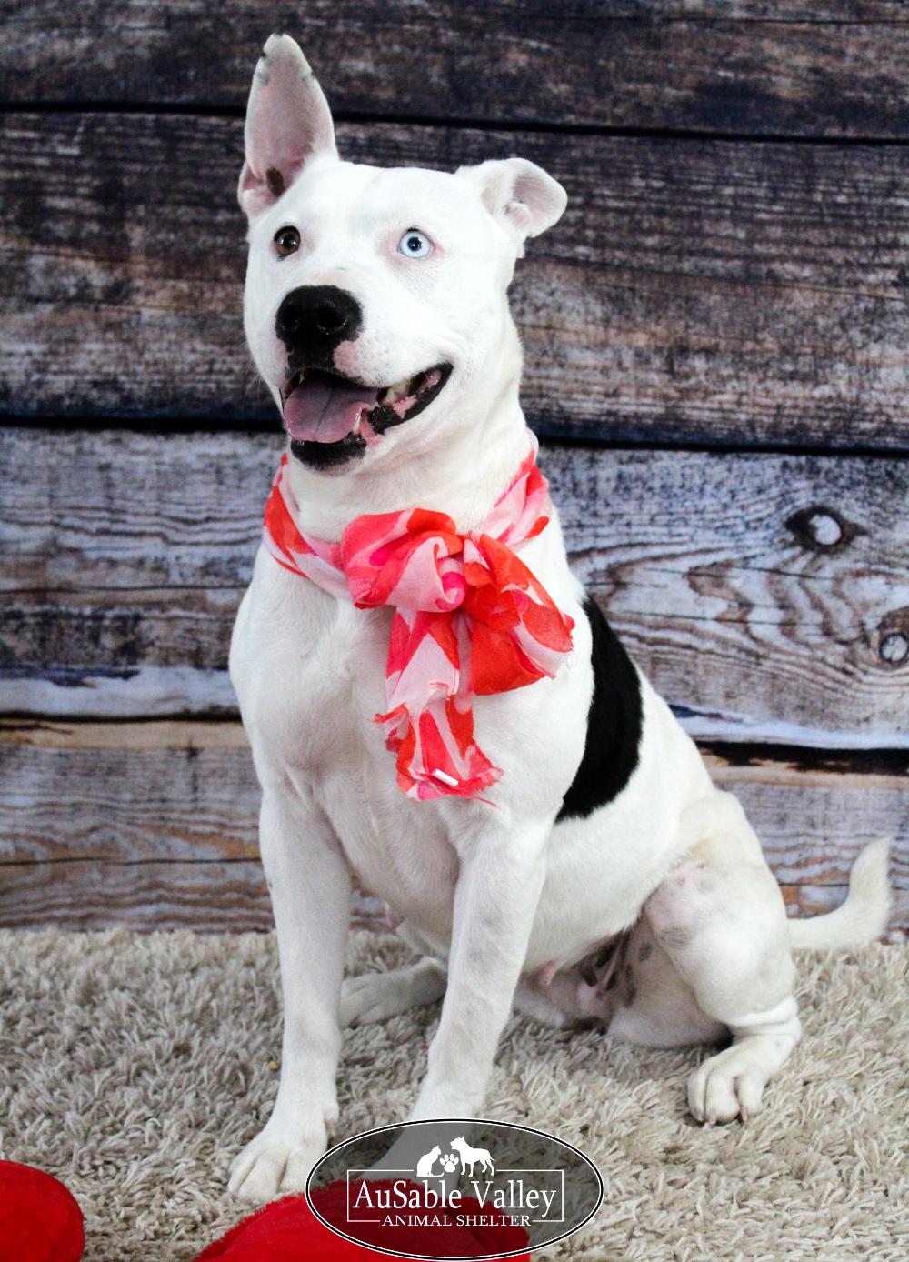 Enlarge Luna, a Adoptable mixed breed in Grayling, MI image 2/6