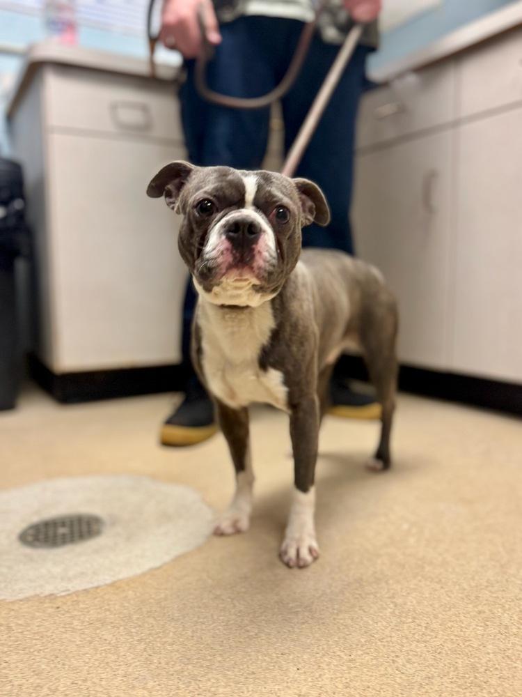 Stewie MacFarland KY4835, Adoptable, Adult Male Boston Terrier.