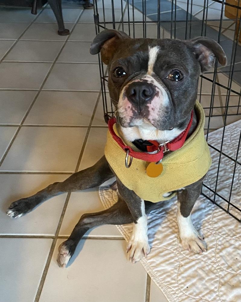 Enlarge Stewie MacFarland KY4835, a Adoptable Boston Terrier in Maryville, TN image 2/3