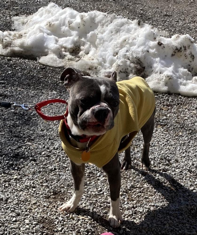 Enlarge Stewie MacFarland KY4835, a Adoptable Boston Terrier in Maryville, TN image 3/3