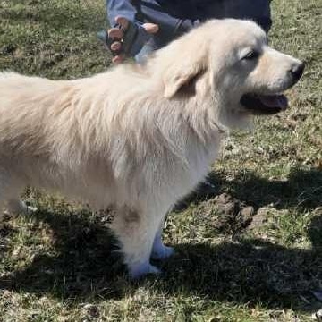 Kubota - new to rescue - Foster Needed