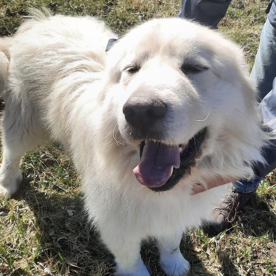 Enlarge Kubota - new to rescue - Foster Needed, a ADOPTABLE Great Pyrenees in Indianapolis, IN image 1/5