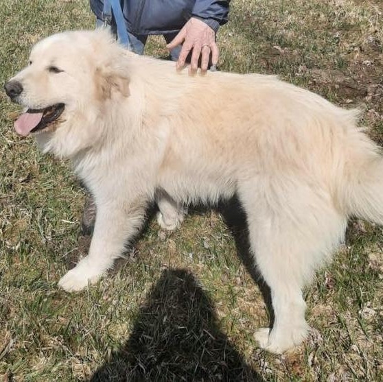 Kubota - new to rescue - Foster Needed — thumbnail 3