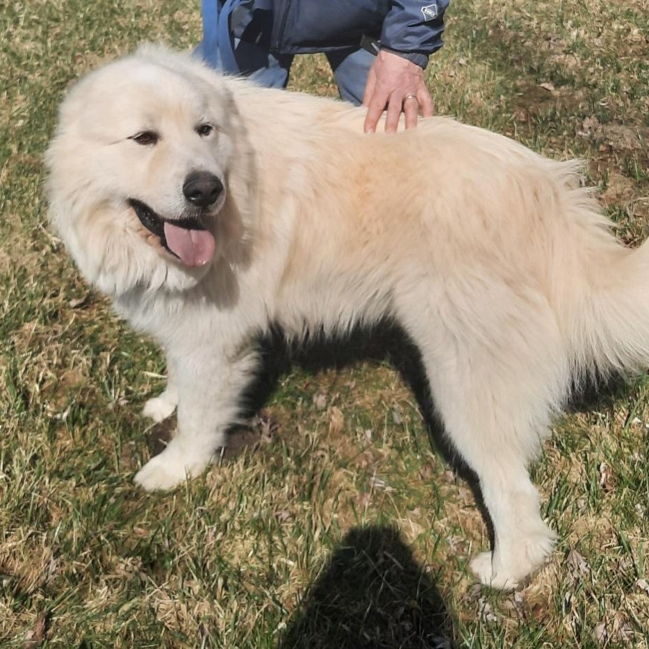 Enlarge Kubota - new to rescue - Foster Needed, a ADOPTABLE Great Pyrenees in Indianapolis, IN image 5/5