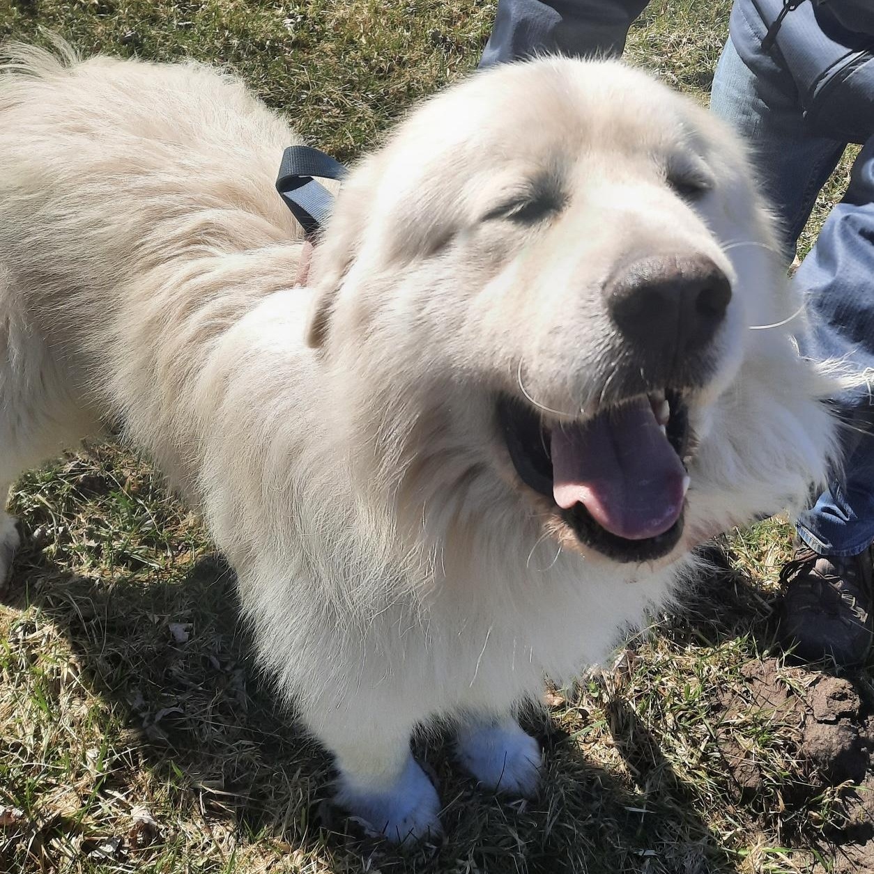 Kubota - new to rescue - Foster Needed — thumbnail 5