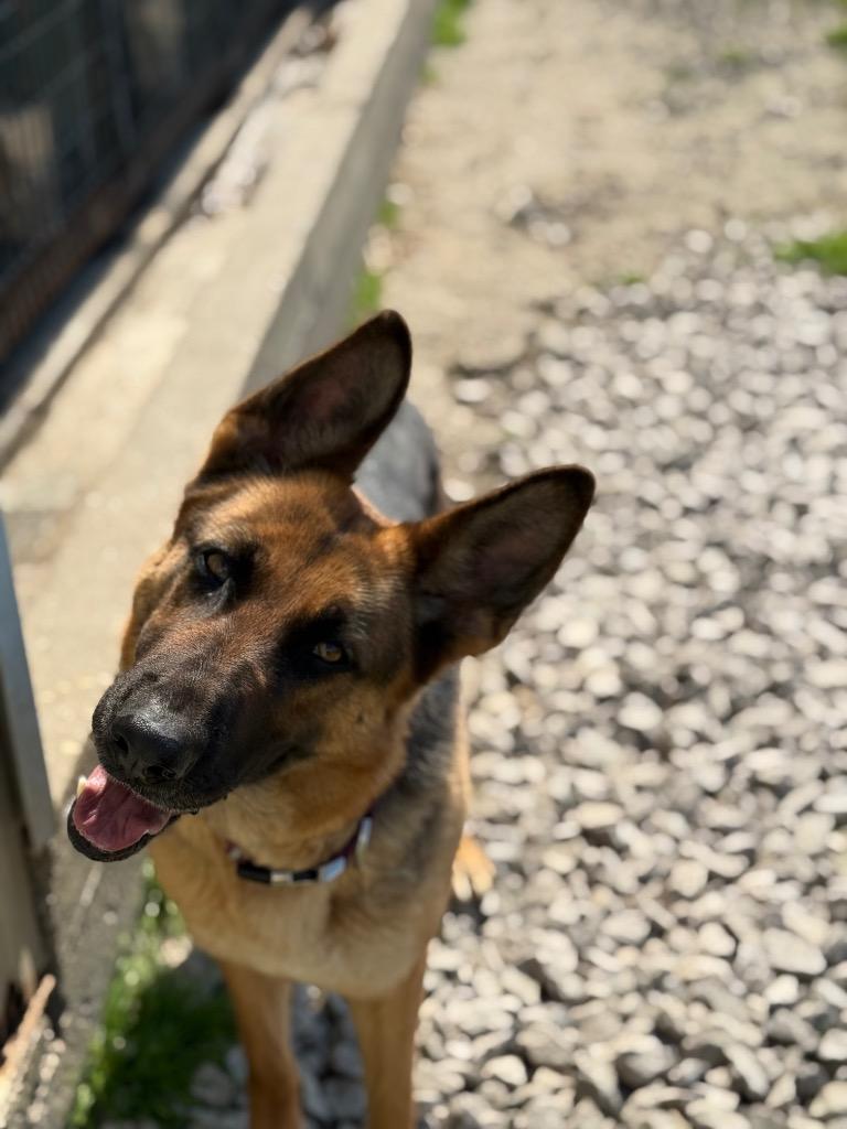 Enlarge Roxie, a Adoptable German Shepherd Dog in St. Francisville, LA image 1/3