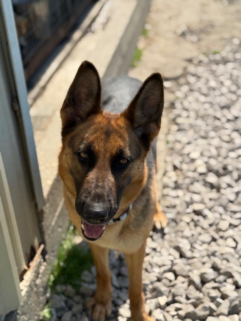Enlarge Roxie, a Adoptable German Shepherd Dog in St. Francisville, LA image 2/3