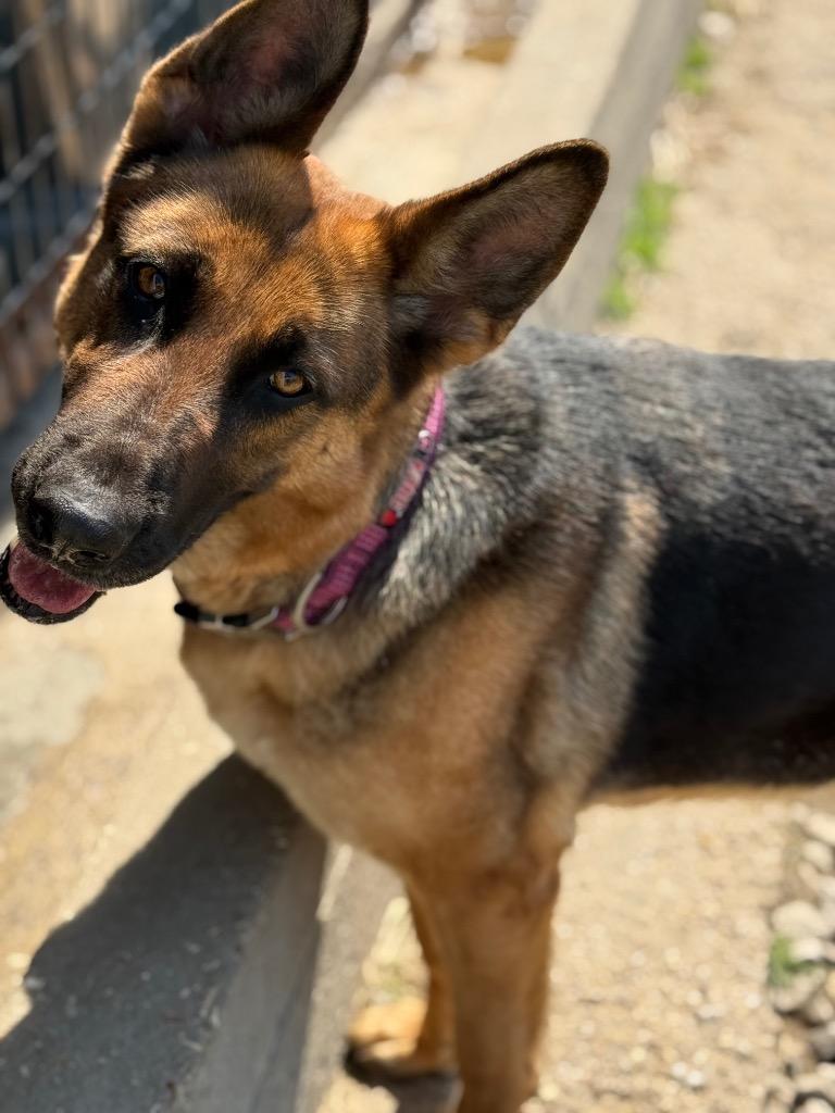Enlarge Roxie, a Adoptable German Shepherd Dog in St. Francisville, LA image 3/3