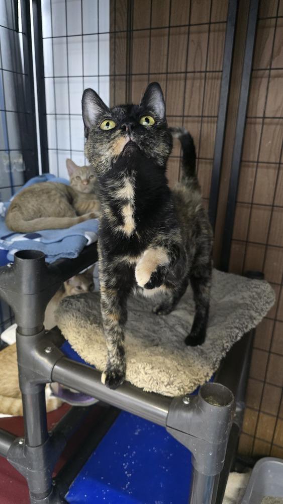 Calla Lily, Adoptable, Adult Female Domestic Short Hair.