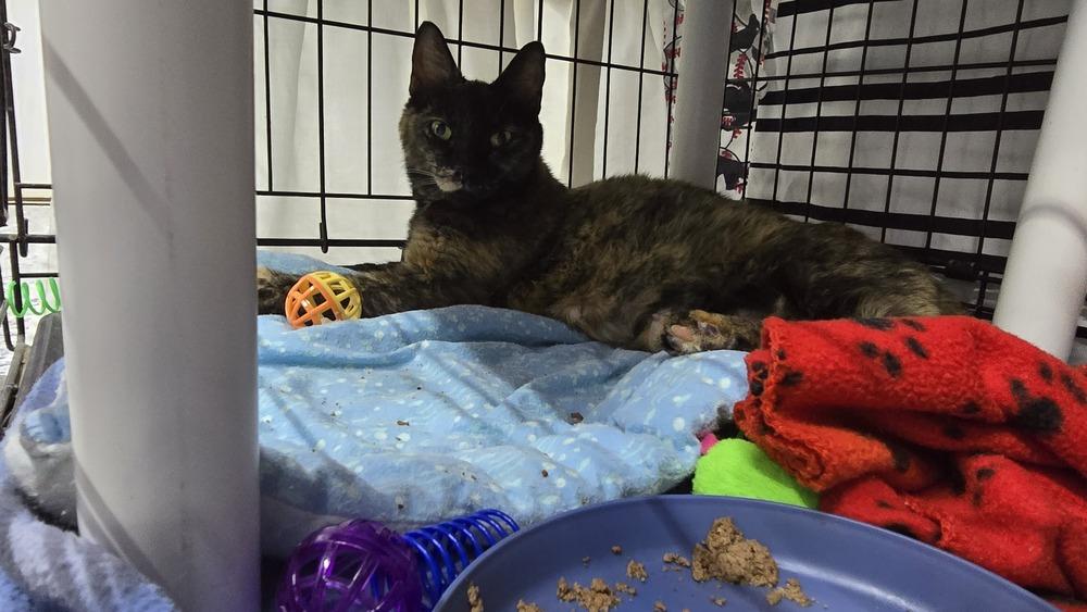 Calla Lily, a Adoptable mixed breed in Mishawaka, IN image 2/5