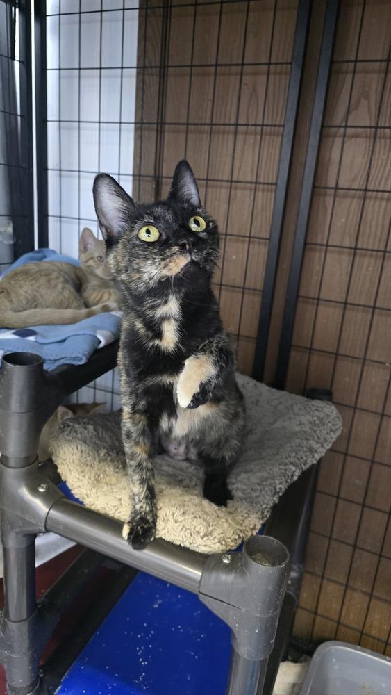 Calla Lily, a Adoptable mixed breed in Mishawaka, IN image 3/5