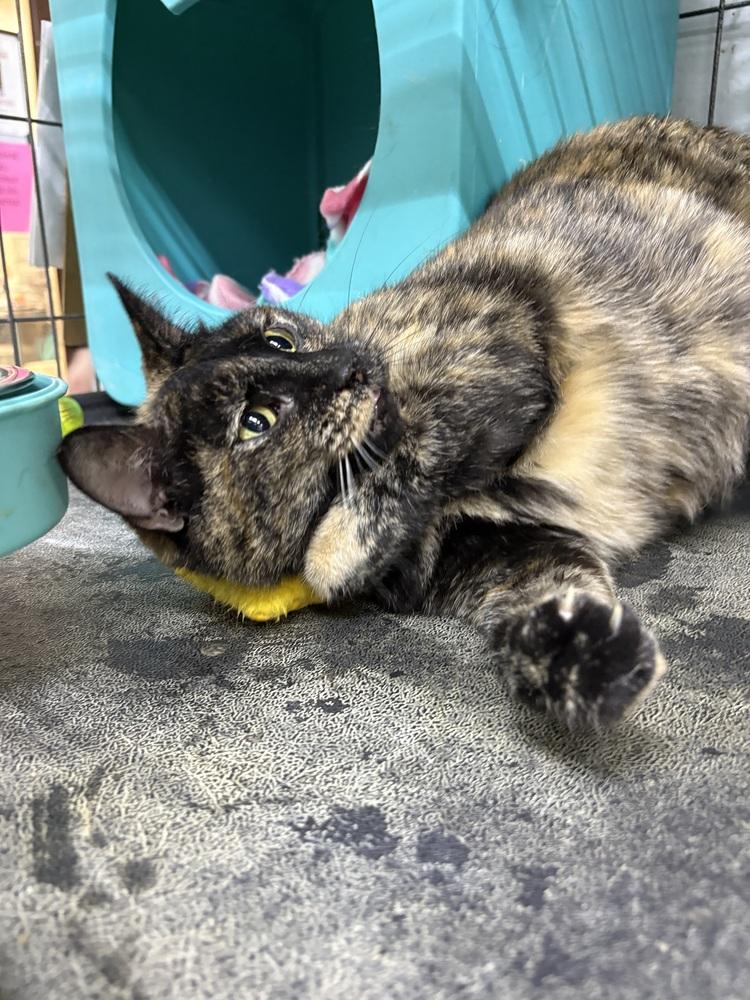 Calla Lily, a Adoptable mixed breed in Mishawaka, IN image 4/5