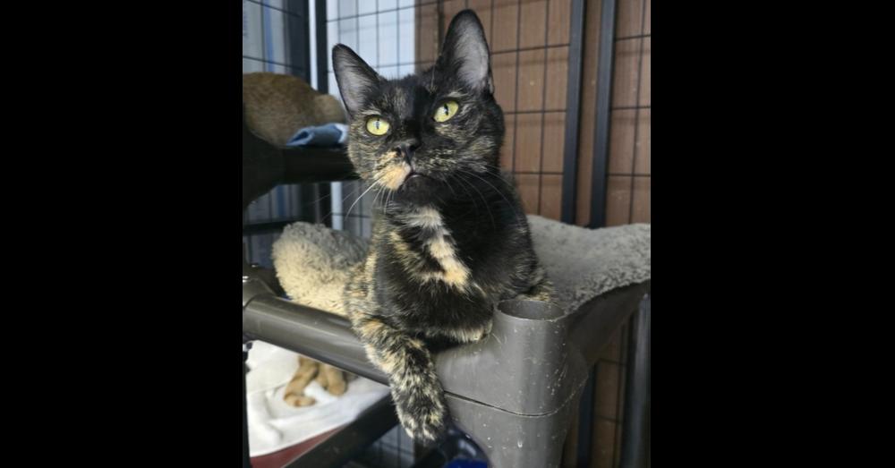 Calla Lily, a Adoptable mixed breed in Mishawaka, IN image 5/5