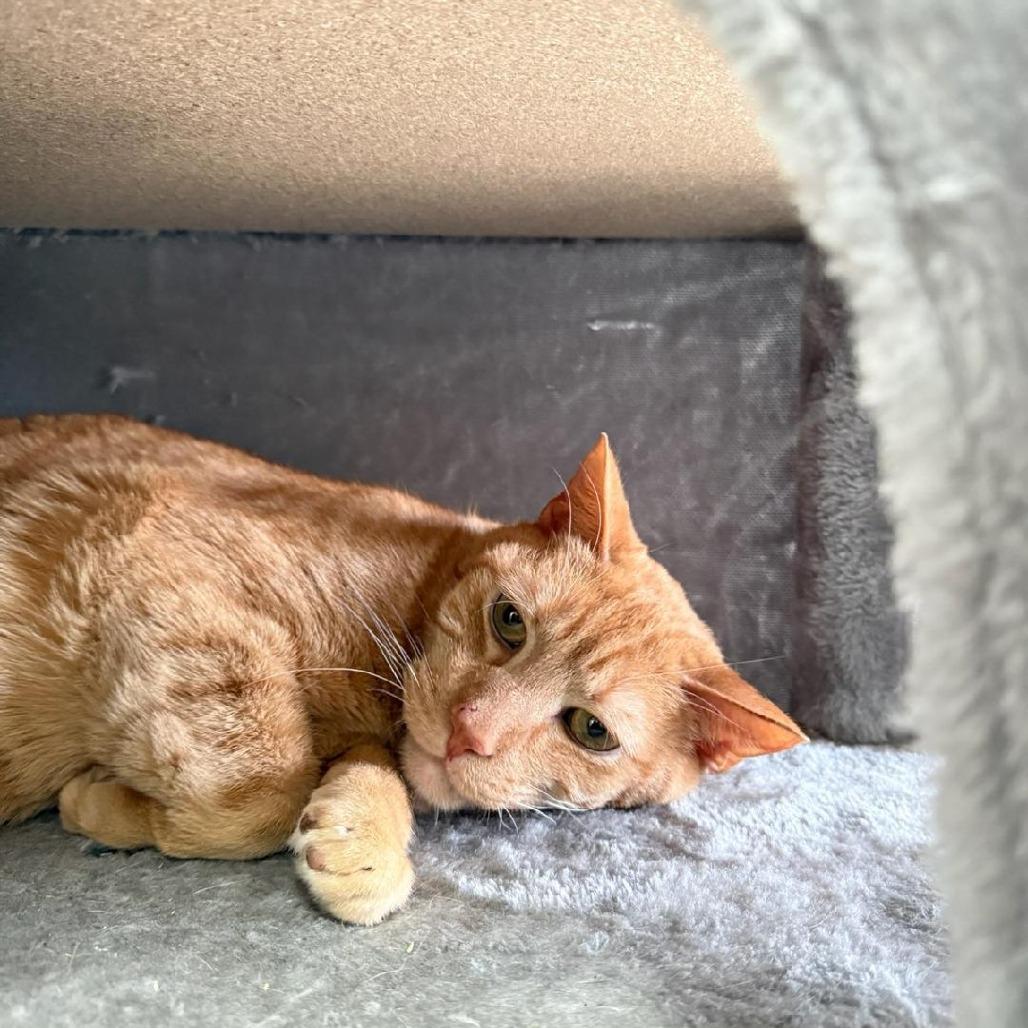 Enlarge Rocket, a Adoptable Domestic Short Hair in Chesapeake, VA image 2/3