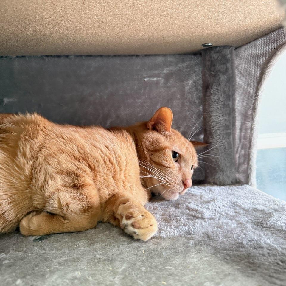 Enlarge Rocket, a Adoptable Domestic Short Hair in Chesapeake, VA image 3/3