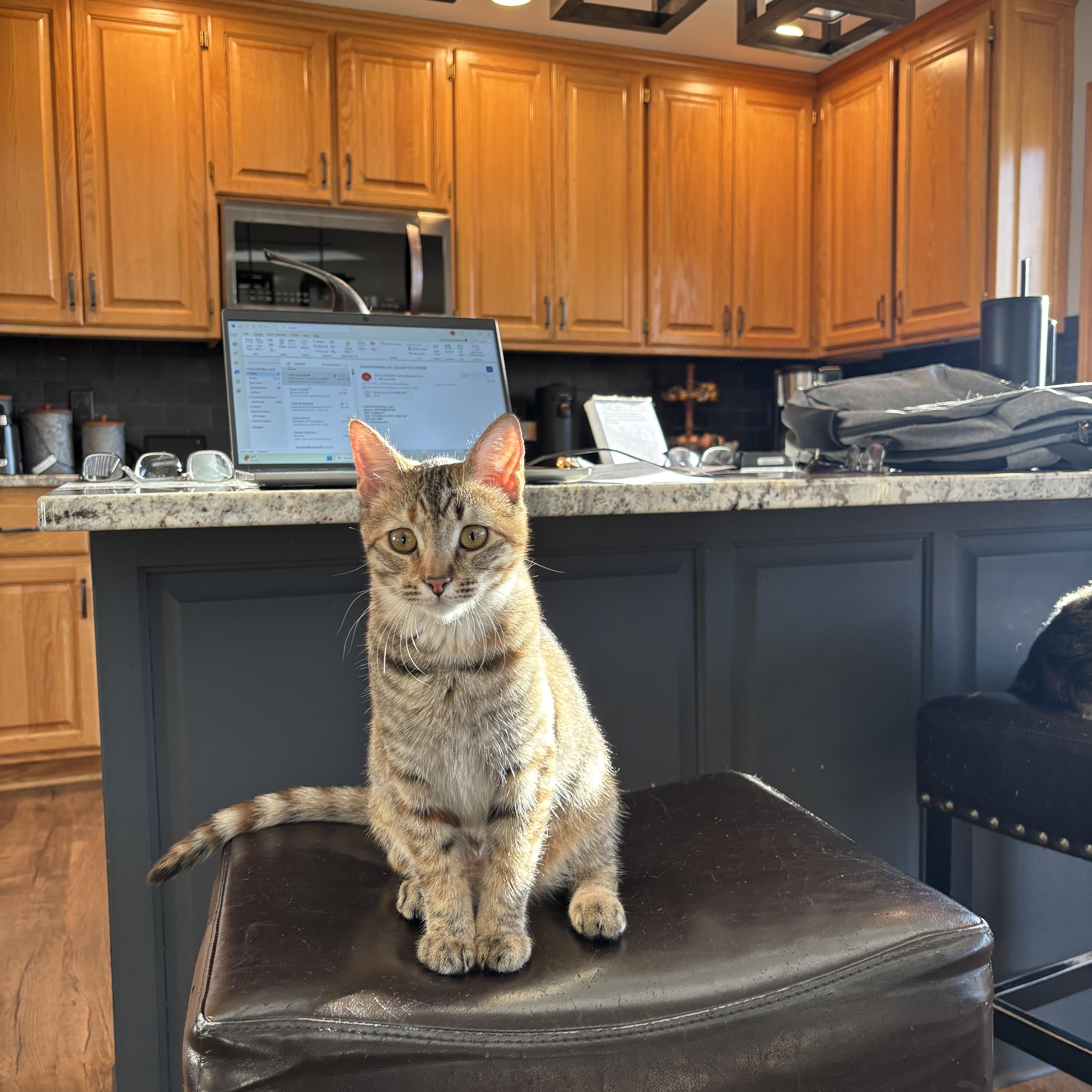 Enlarge Cowboy & Buttercup , a Adoptable Domestic Medium Hair in Saint Francis, MN image 1/5