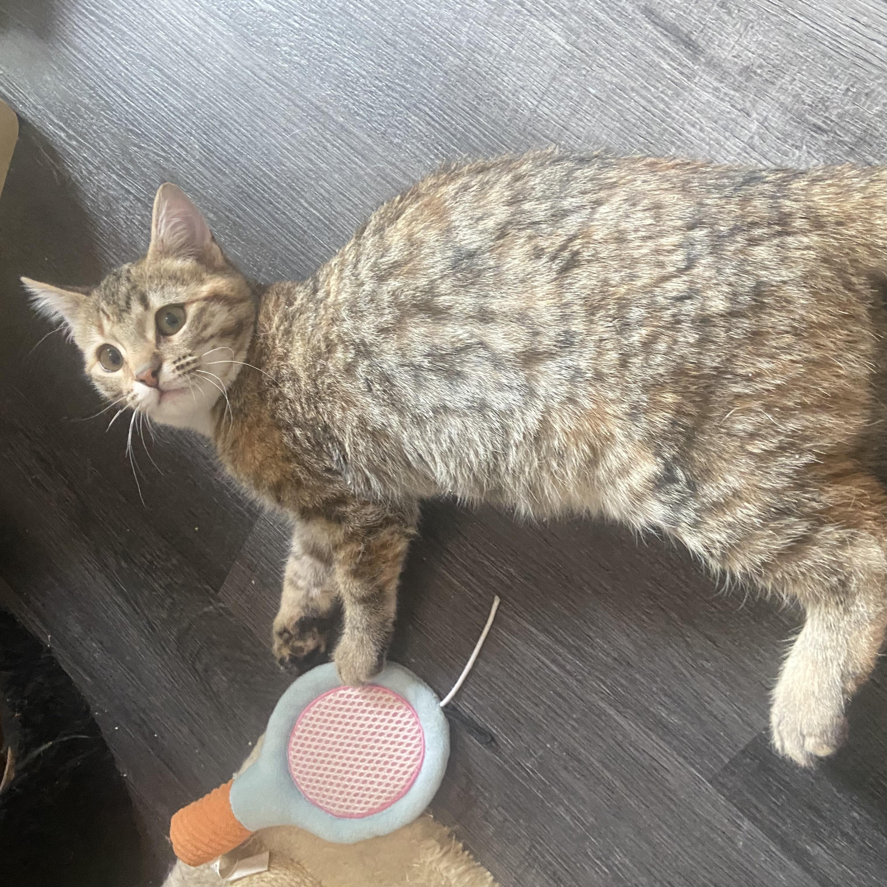 Enlarge Cowboy & Buttercup , a Adoptable Domestic Medium Hair in Saint Francis, MN image 4/6