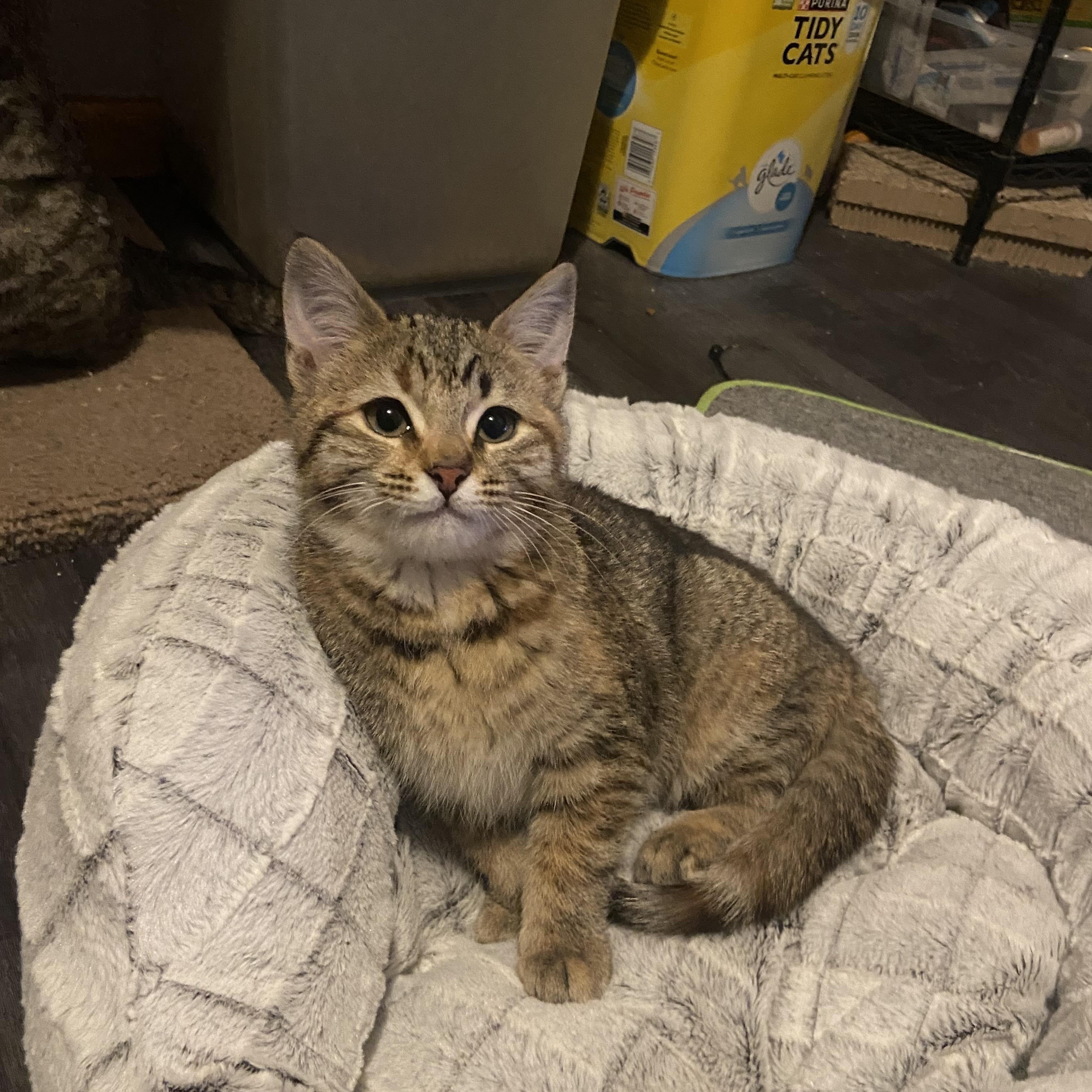 Enlarge Cowboy & Buttercup , a Adoptable Domestic Medium Hair in Saint Francis, MN image 6/6