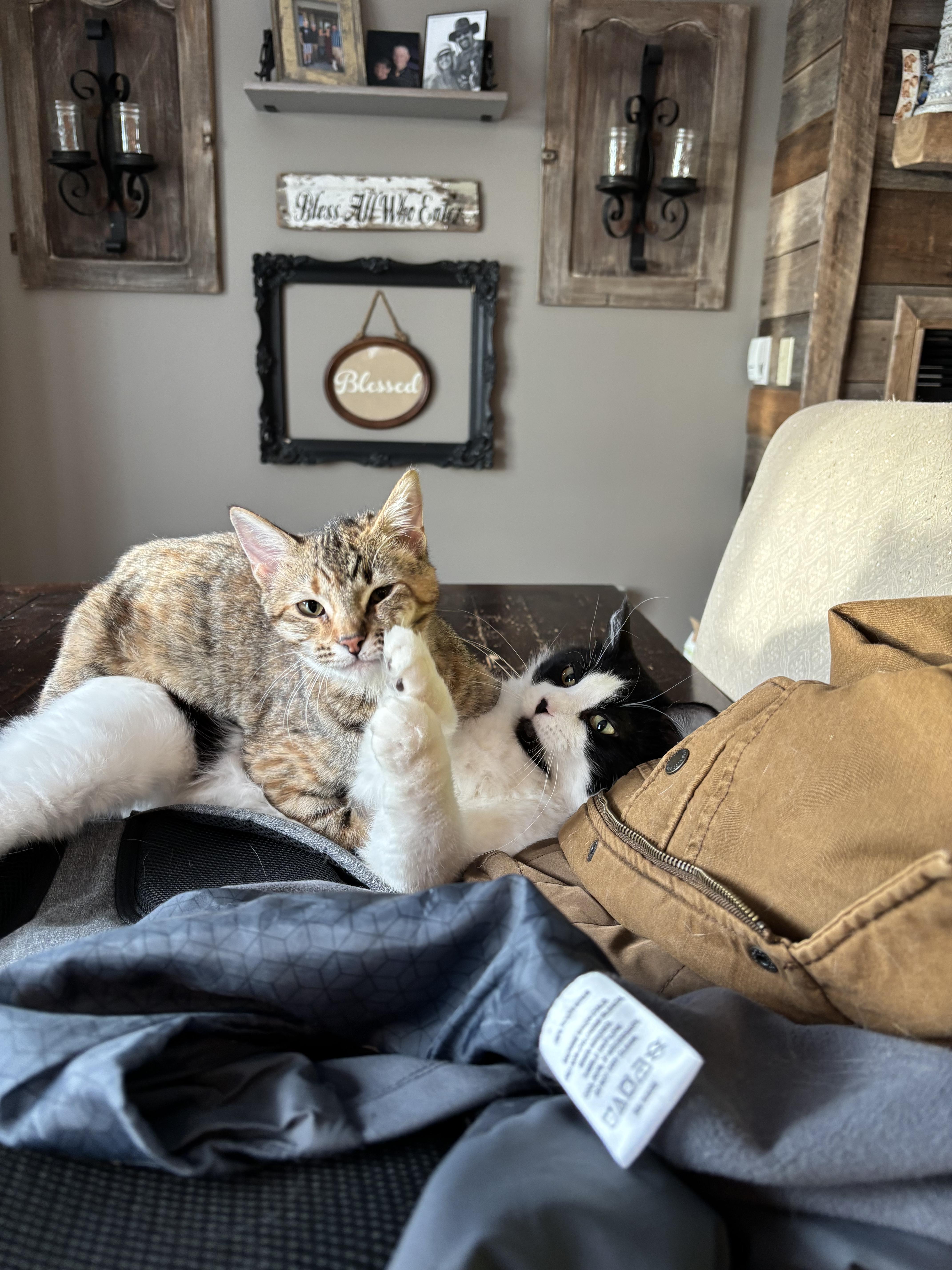 Enlarge Cowboy & Buttercup , a Adoptable Domestic Medium Hair in Saint Francis, MN image 1/5