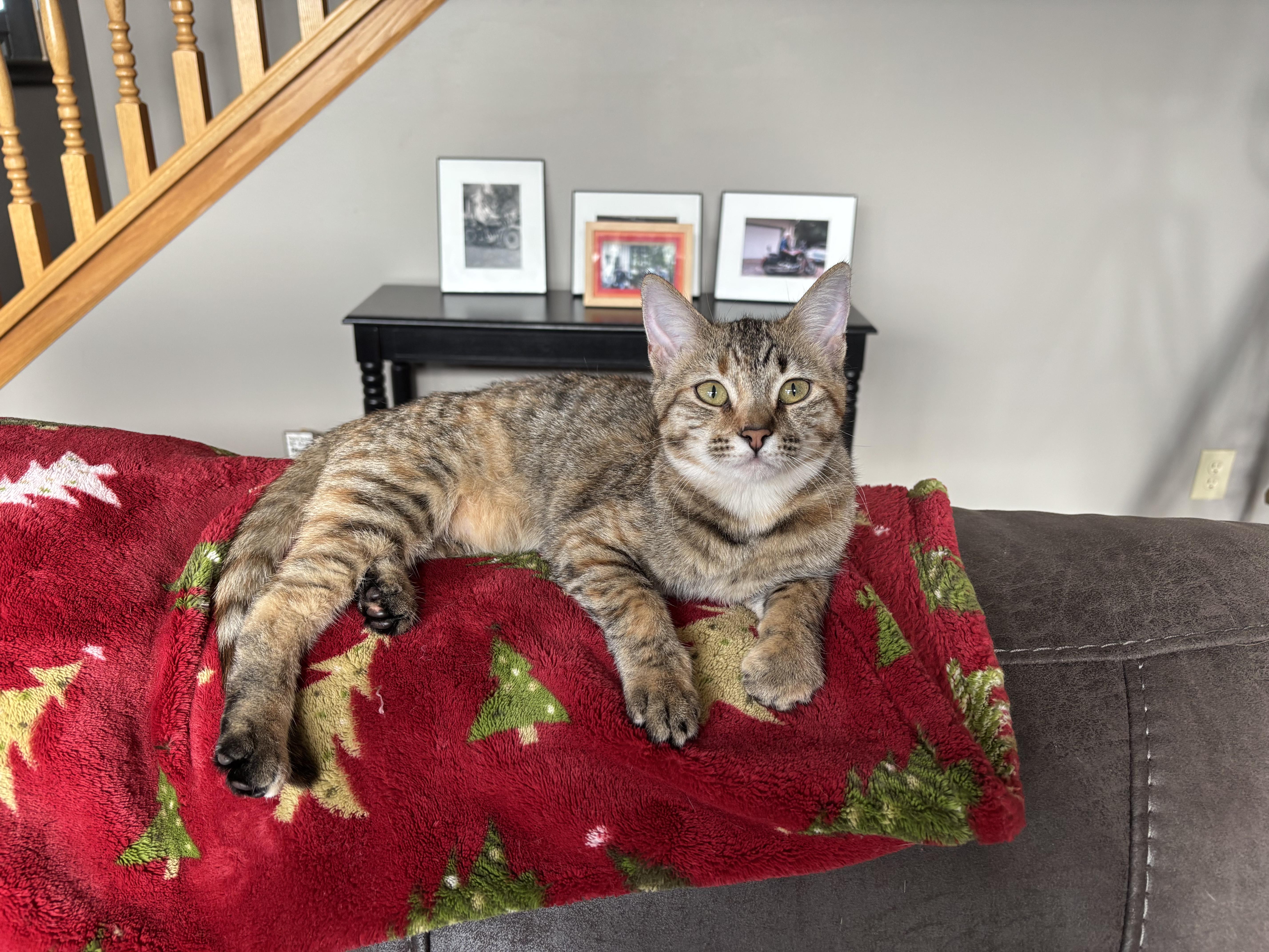 Enlarge Cowboy & Buttercup , a Adoptable Domestic Medium Hair in Saint Francis, MN image 5/5