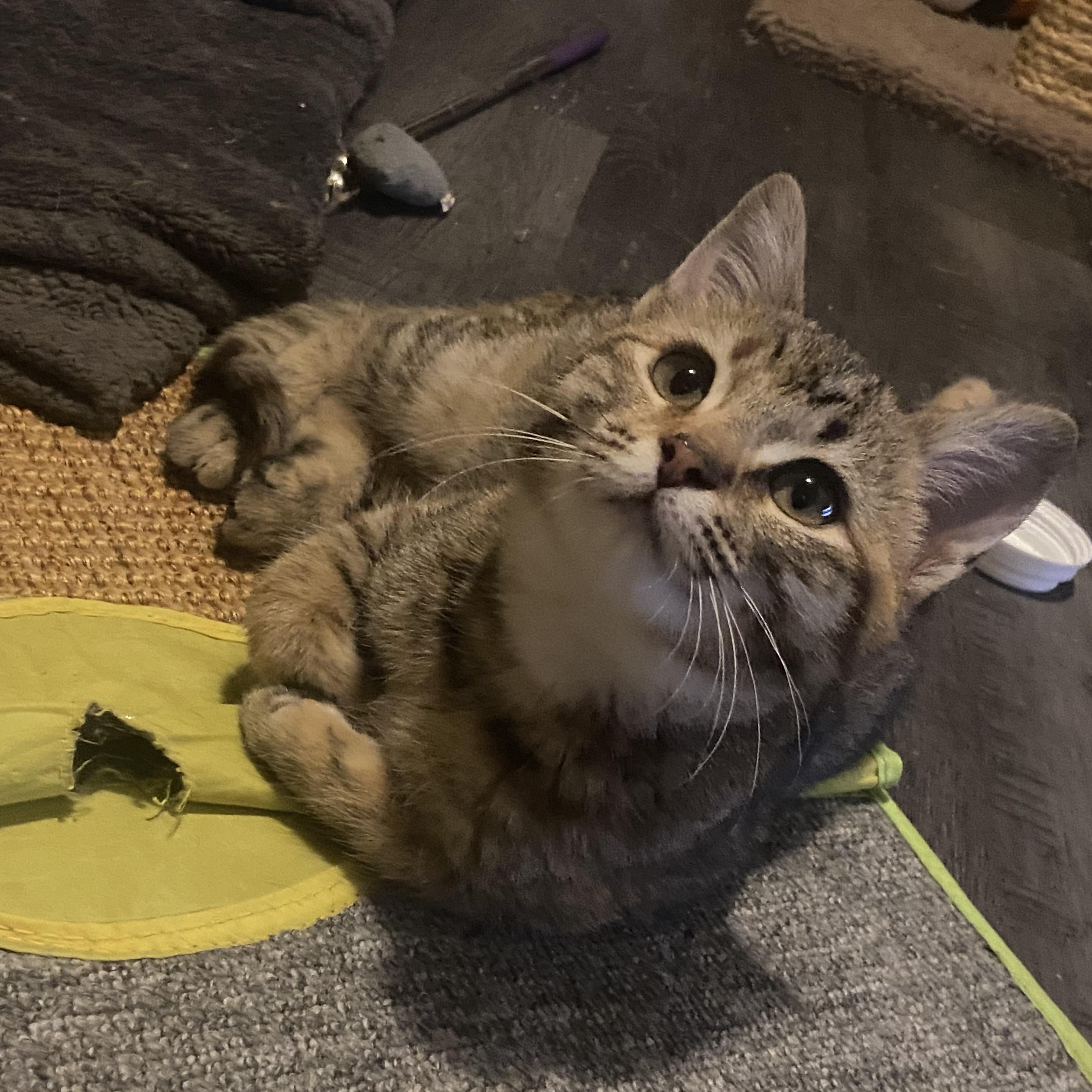 Enlarge Cowboy & Buttercup , a Adoptable Domestic Medium Hair in Saint Francis, MN image 3/6