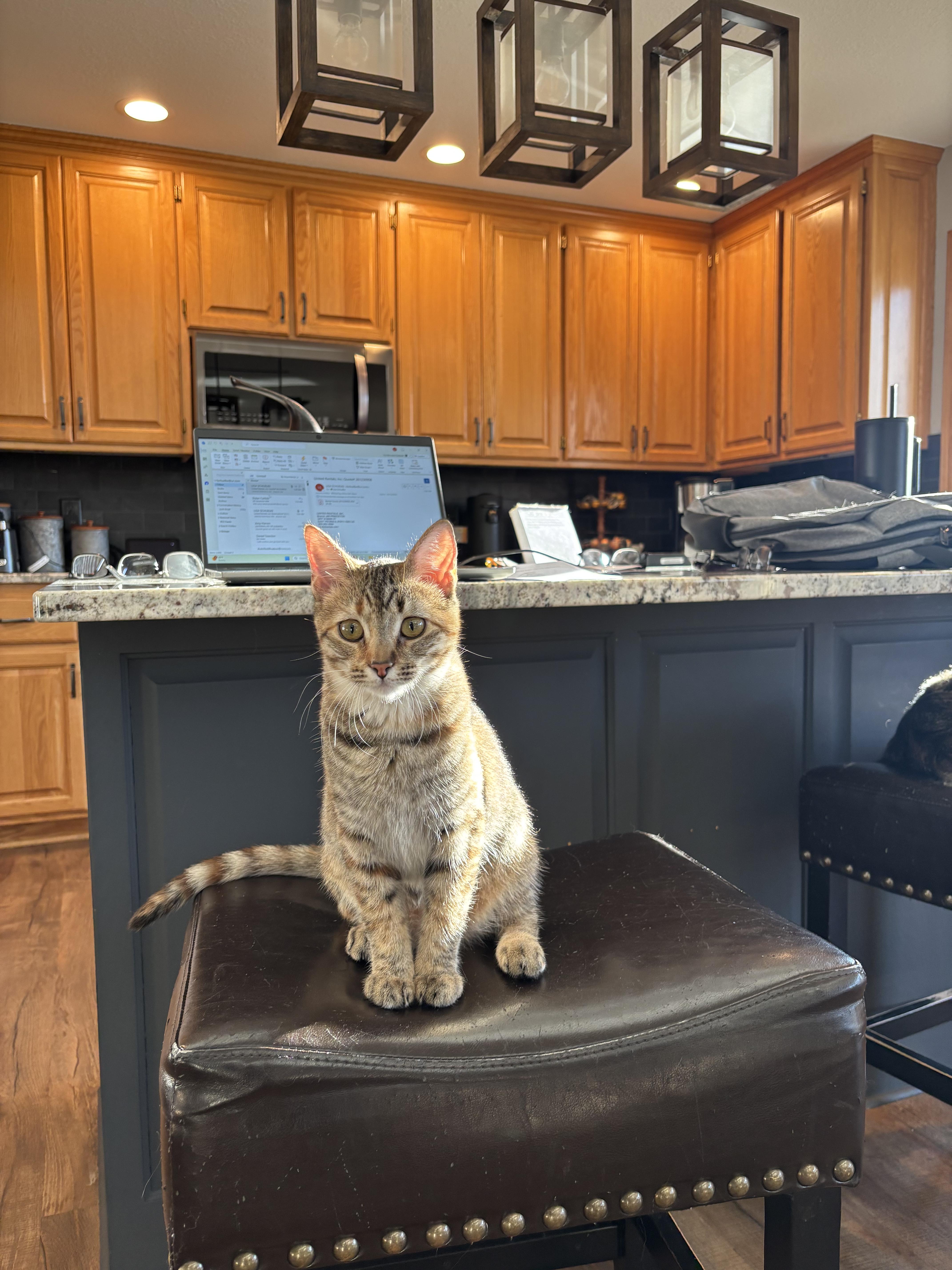Enlarge Cowboy & Buttercup , a Adoptable Domestic Medium Hair in Saint Francis, MN image 2/5