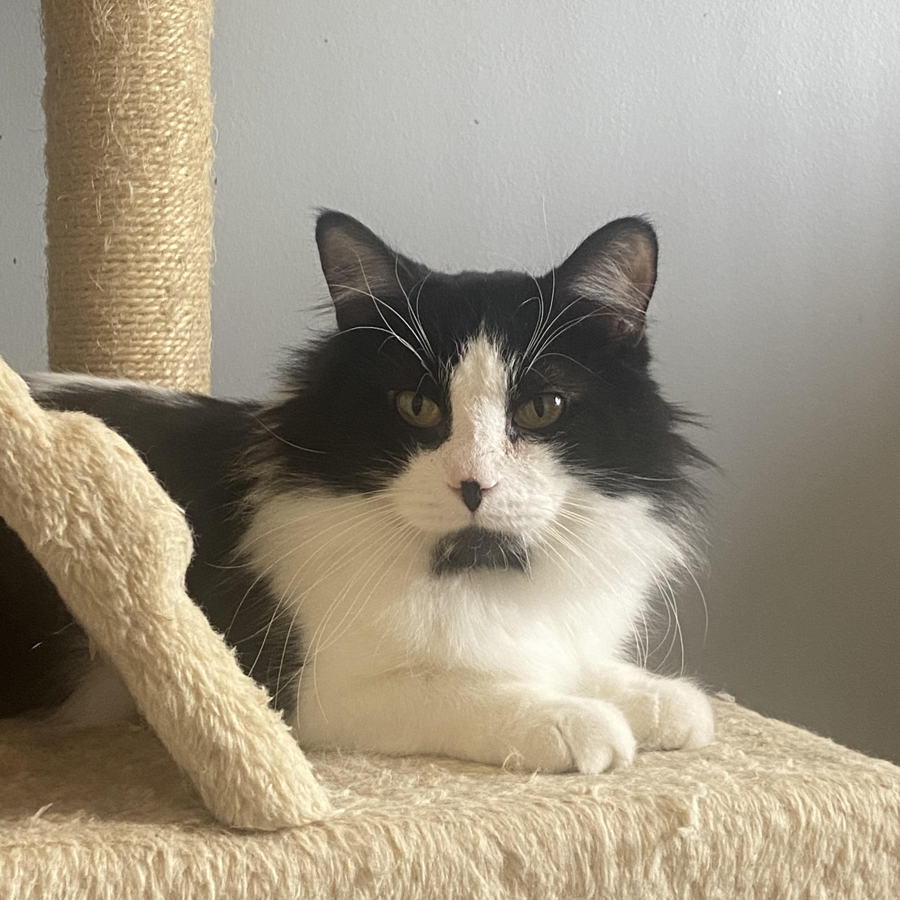 Cowboy & Buttercup , Adoptable, Young Female Domestic Medium Hair.