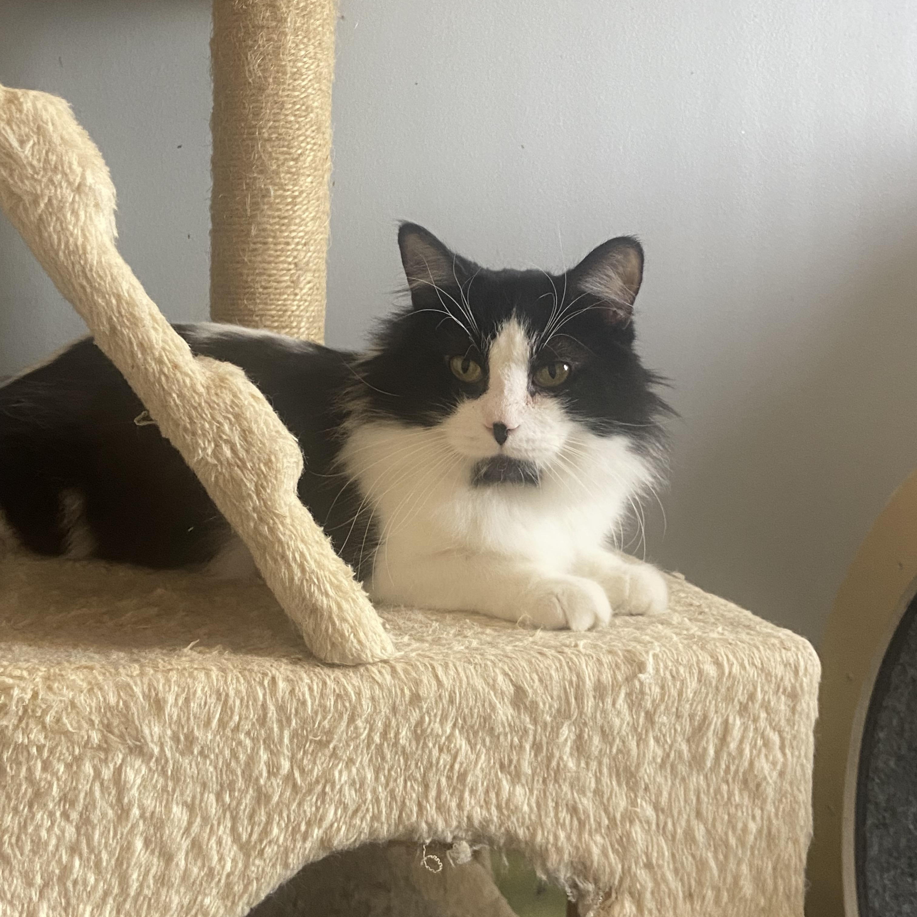 Enlarge Cowboy & Buttercup , a Adoptable Domestic Medium Hair in Saint Francis, MN image 5/6