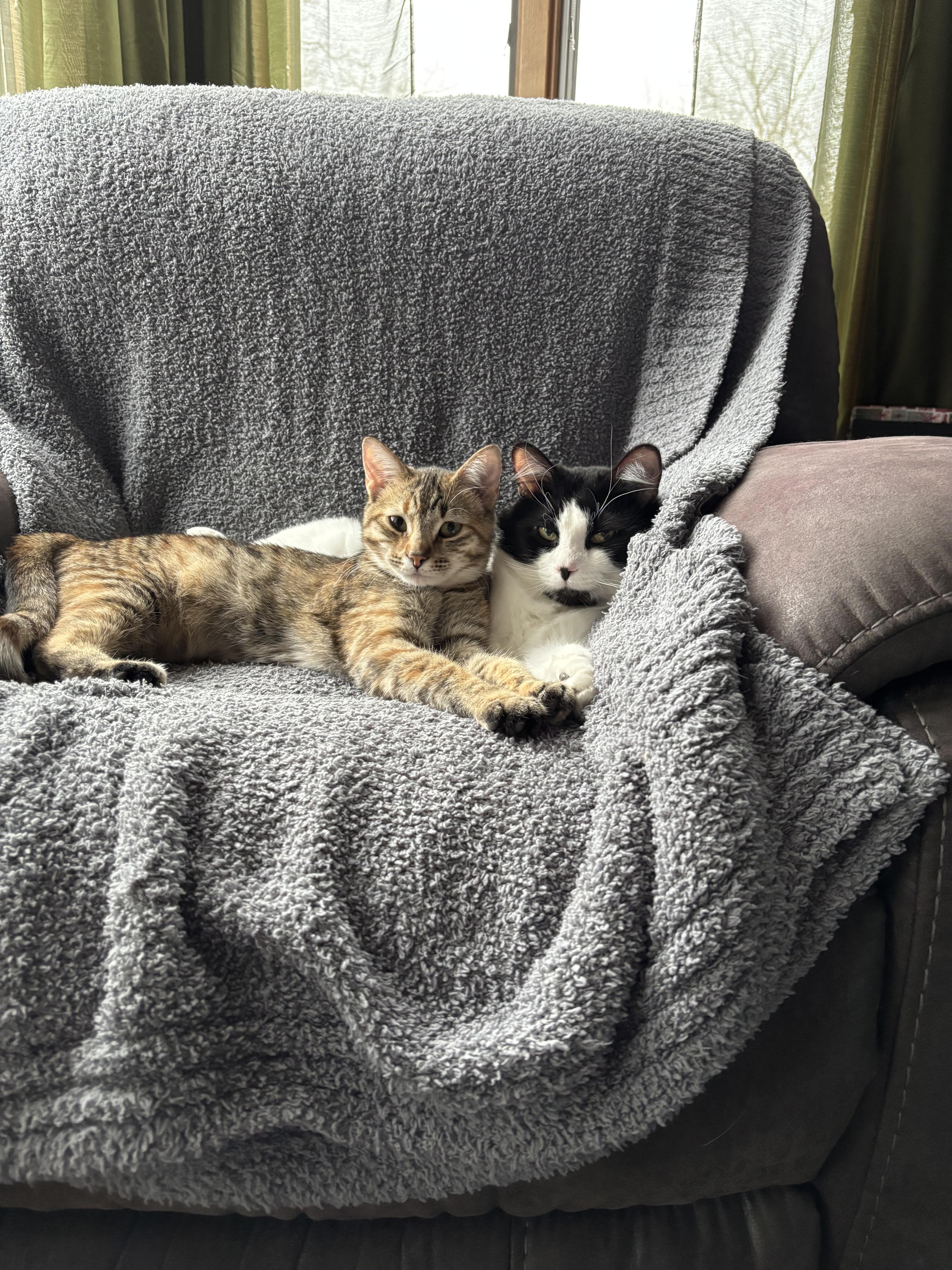 Enlarge Cowboy & Buttercup , a Adoptable Domestic Medium Hair in Saint Francis, MN image 4/5