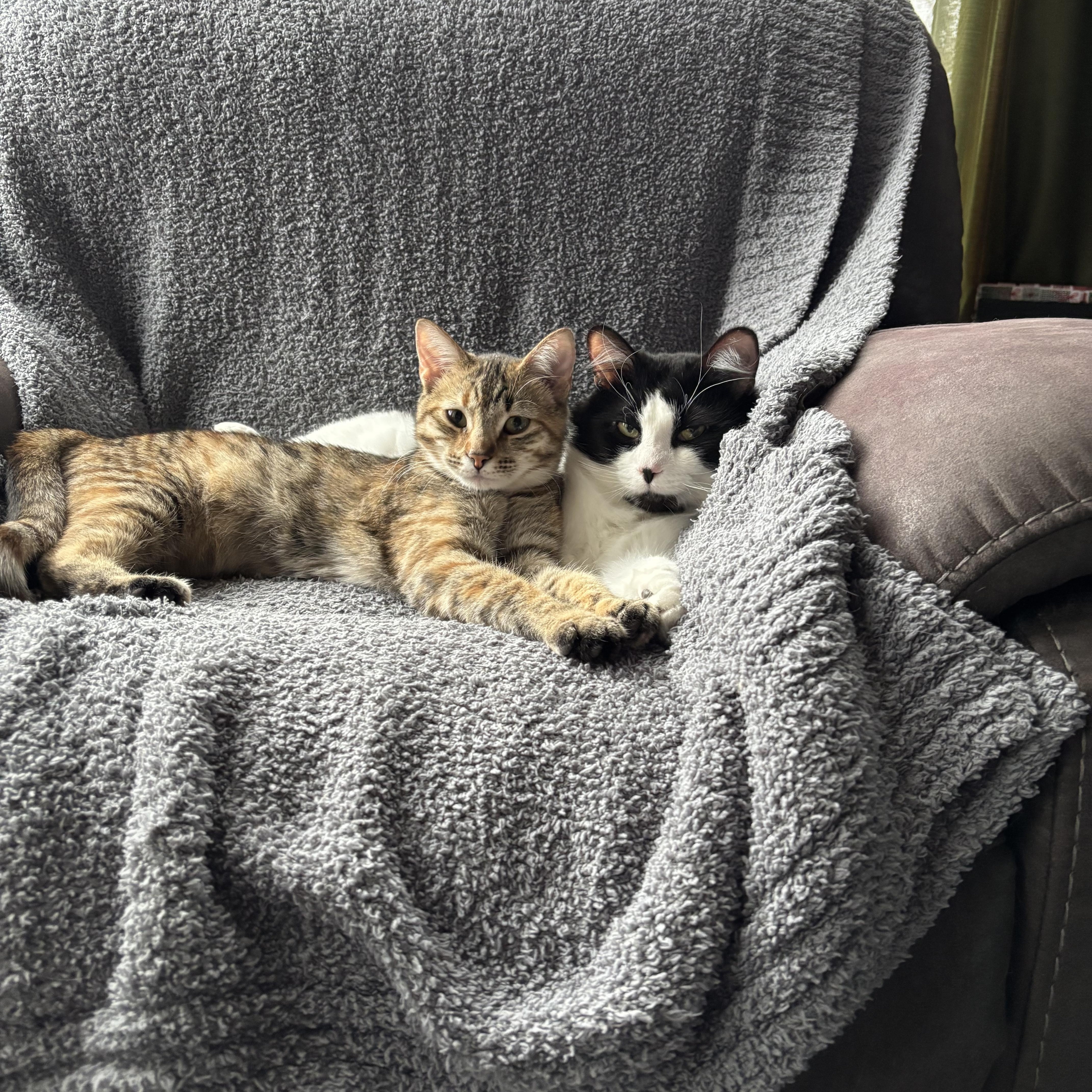 Enlarge Cowboy & Buttercup , a Adoptable Domestic Medium Hair in Saint Francis, MN image 4/5