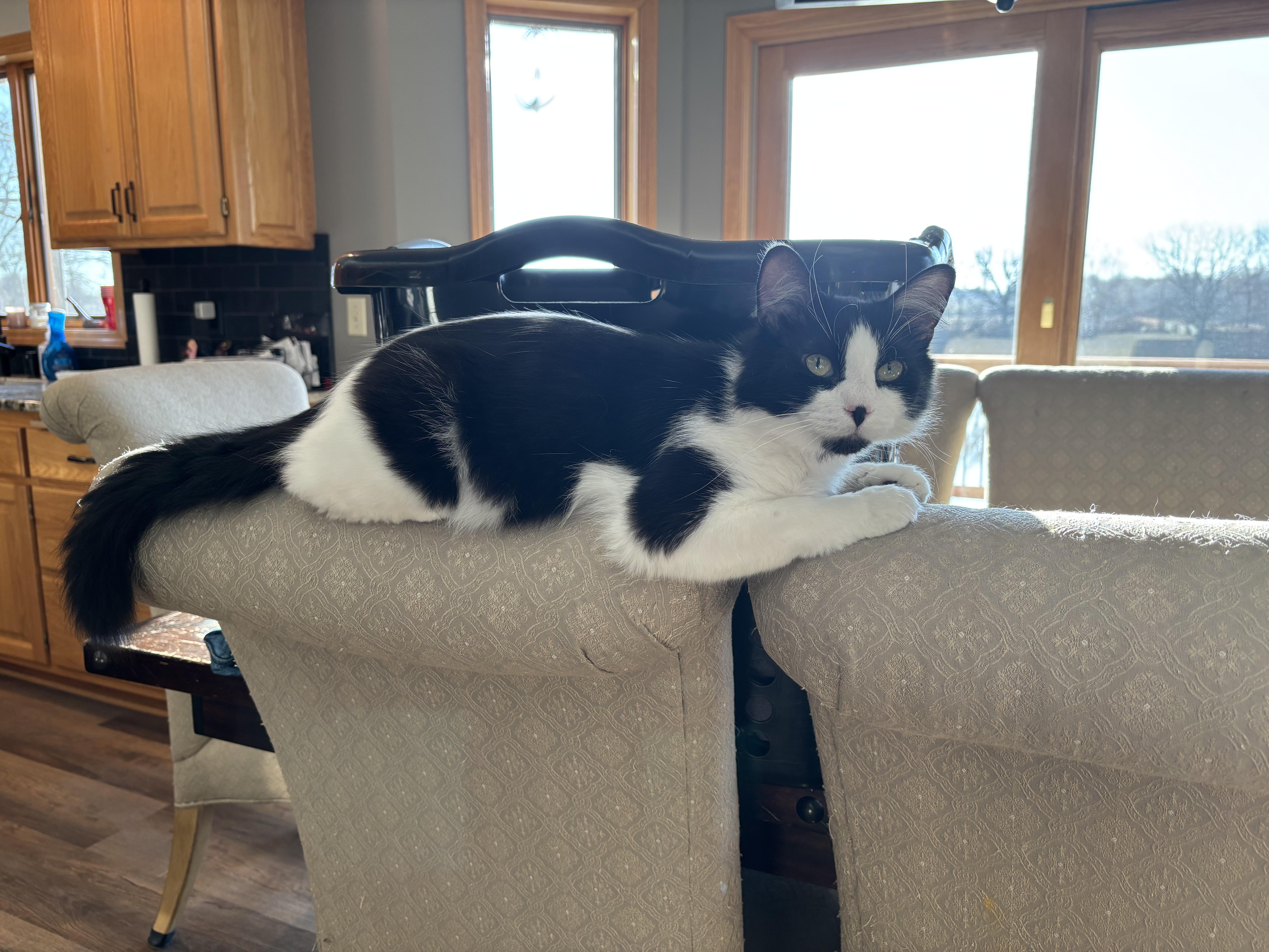 Enlarge Cowboy & Buttercup , a Adoptable Domestic Medium Hair in Saint Francis, MN image 3/5