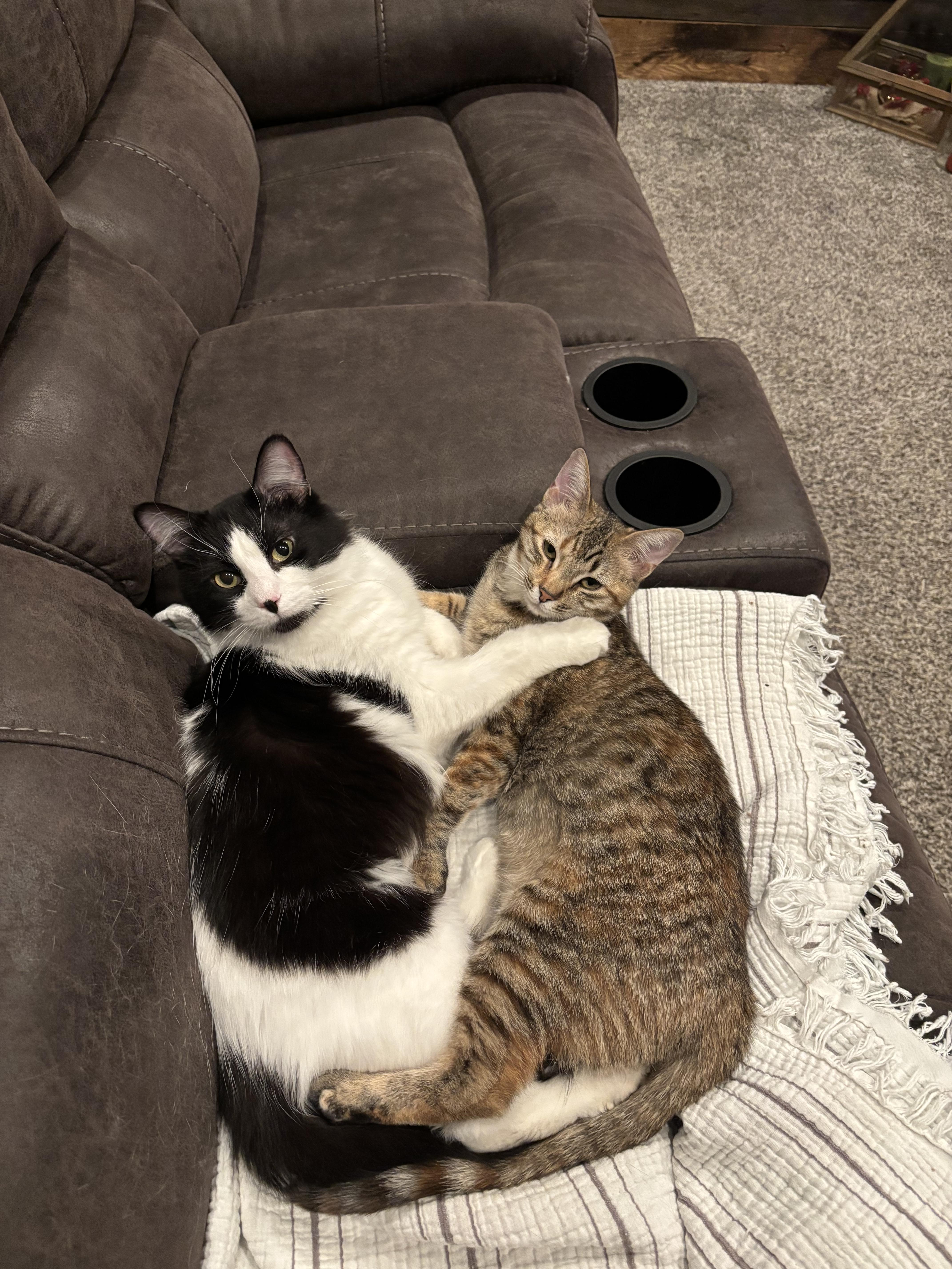 Enlarge Cowboy & Buttercup , a Adoptable Domestic Medium Hair in Saint Francis, MN image 5/5