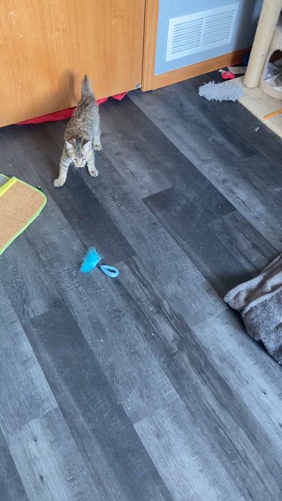 Enlarge Cowboy & Buttercup , a Adoptable Domestic Medium Hair in Saint Francis, MN video 1/6