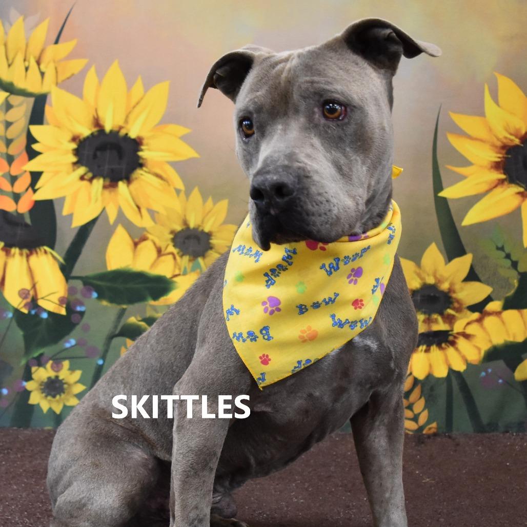 Skittles, Adoptable, Senior Male Pit Bull Terrier.