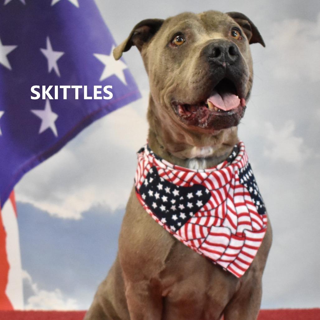 Skittles, a Adoptable Pit Bull Terrier in Yuma, AZ image 2/3