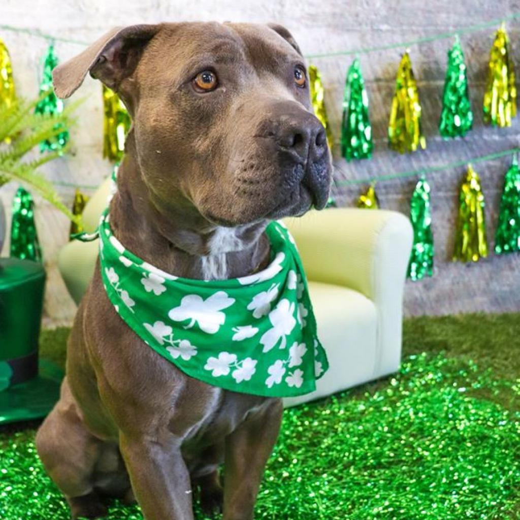 Enlarge Skittles, a Adoptable Pit Bull Terrier in Yuma, AZ image 2/2