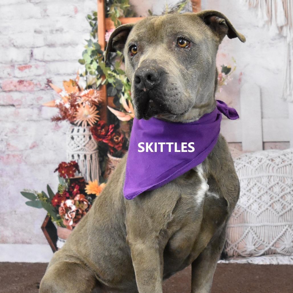 Enlarge Skittles, a Adoptable Pit Bull Terrier in Yuma, AZ image 2/2