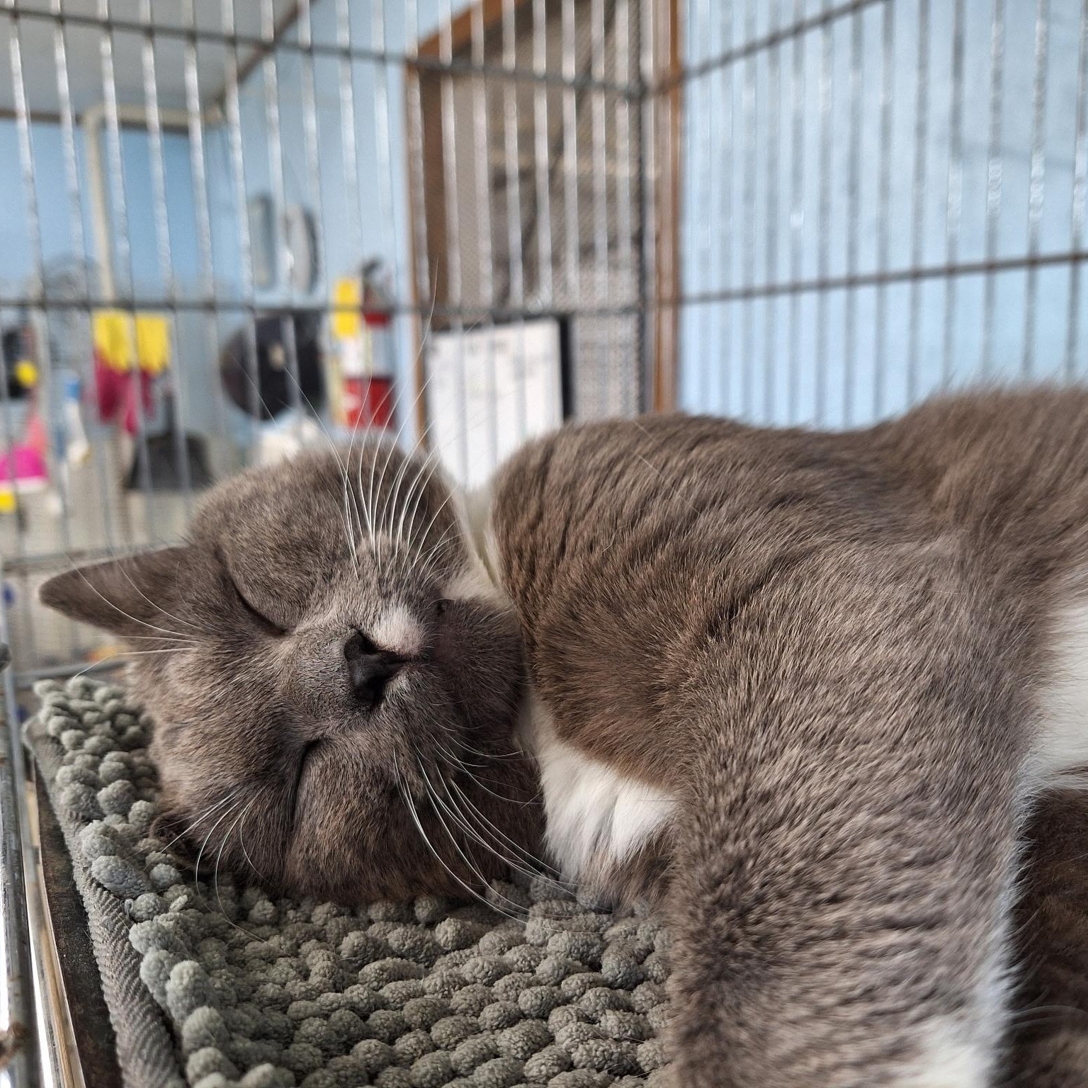 Darwin, a Adoptable Domestic Short Hair in Clarinda, IA image 2/5