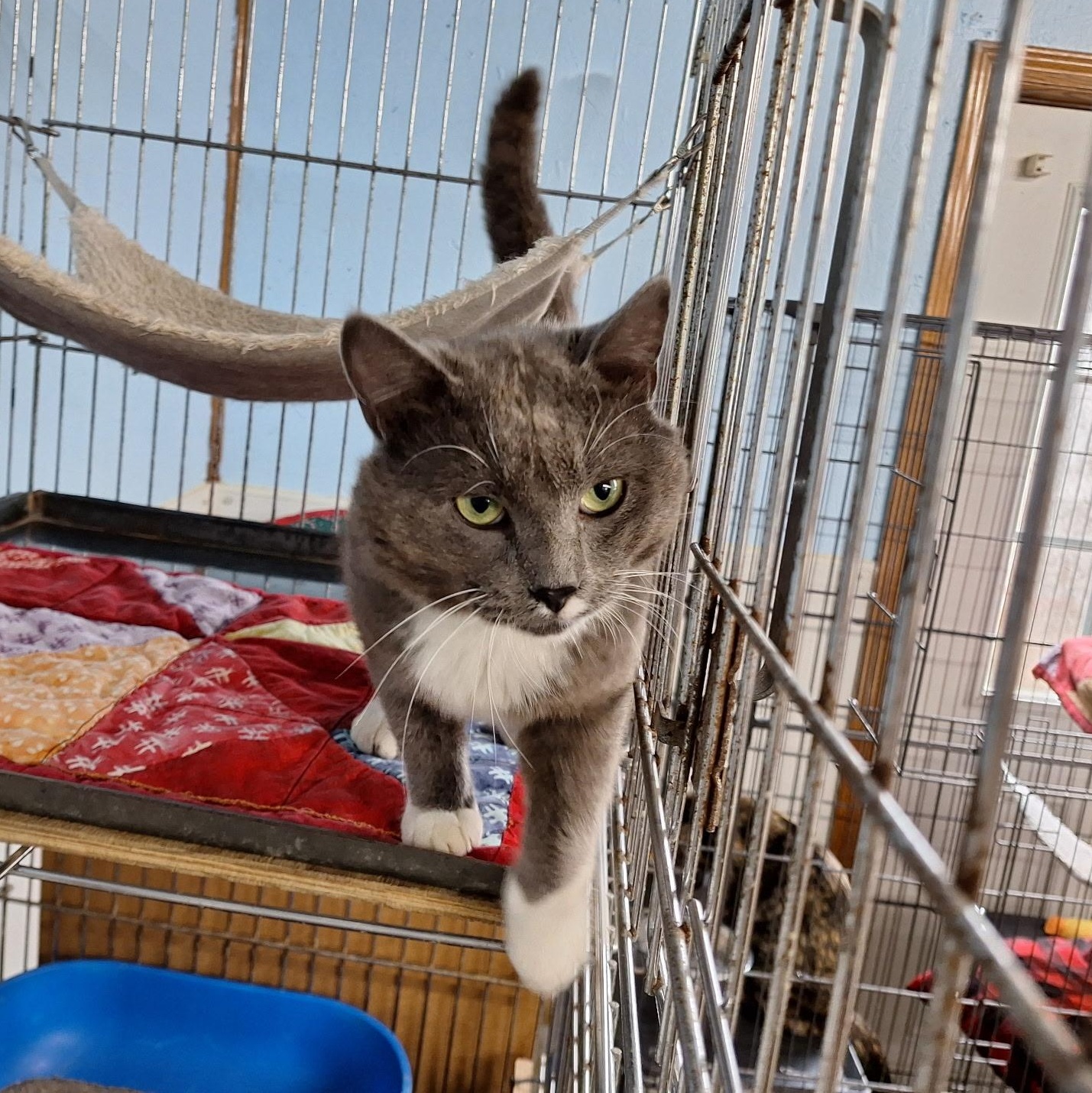 Darwin, a Adoptable Domestic Short Hair in Clarinda, IA image 5/5