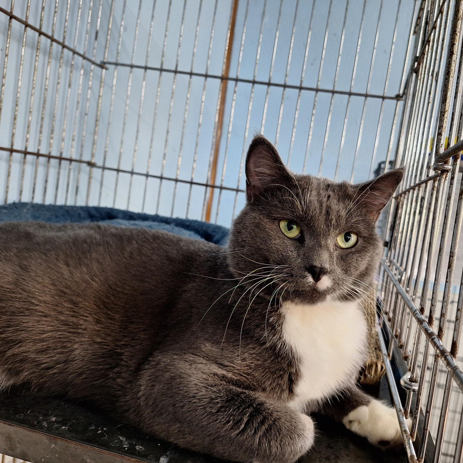 Darwin, a Adoptable Domestic Short Hair in Clarinda, IA image 4/5