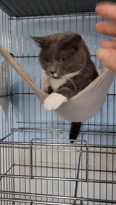 Enlarge Darwin, a Adoptable Domestic Short Hair in Clarinda, IA video 3/5