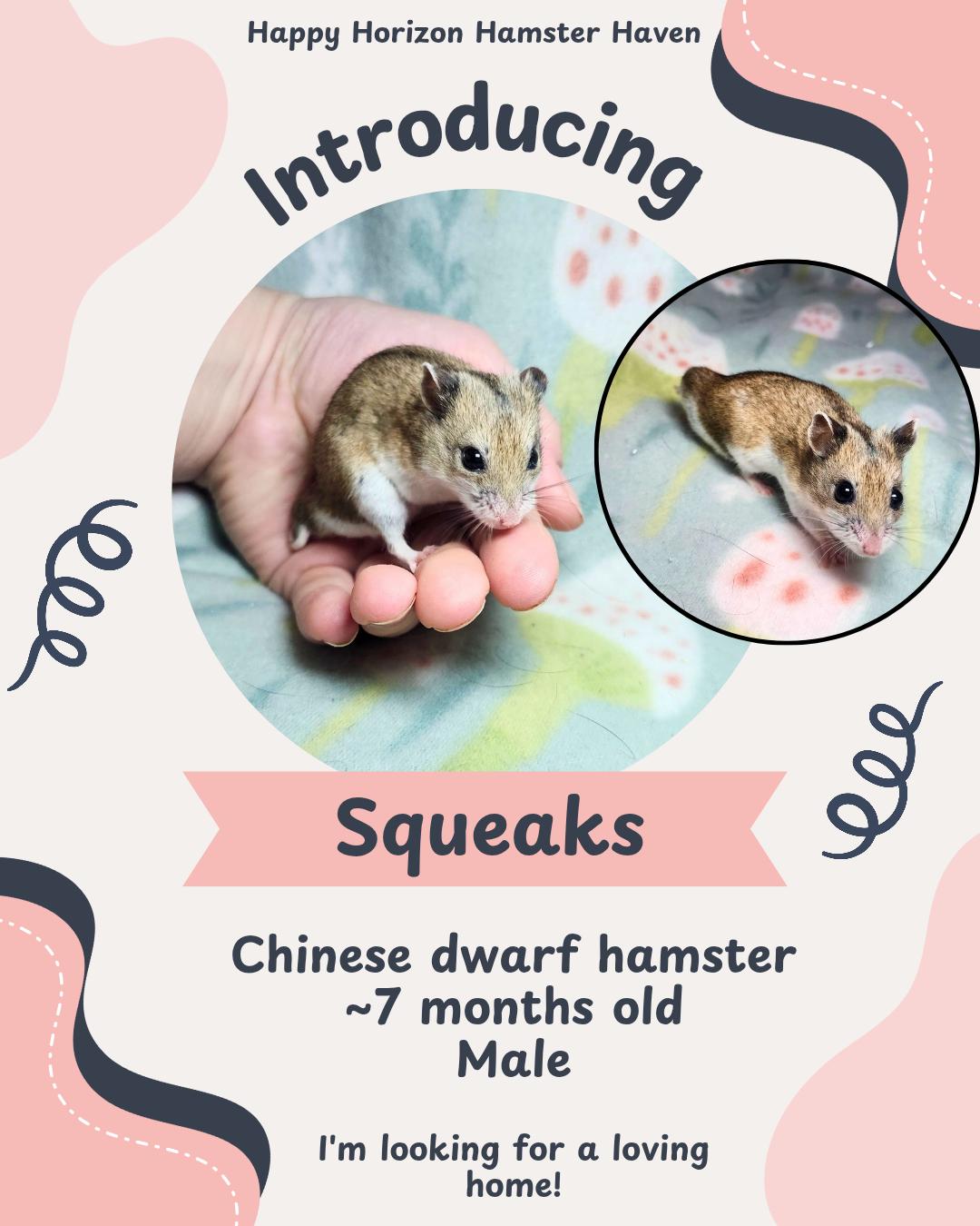 Enlarge Squeaks, a ADOPTABLE Hamster in West Chester, OH image 1/1