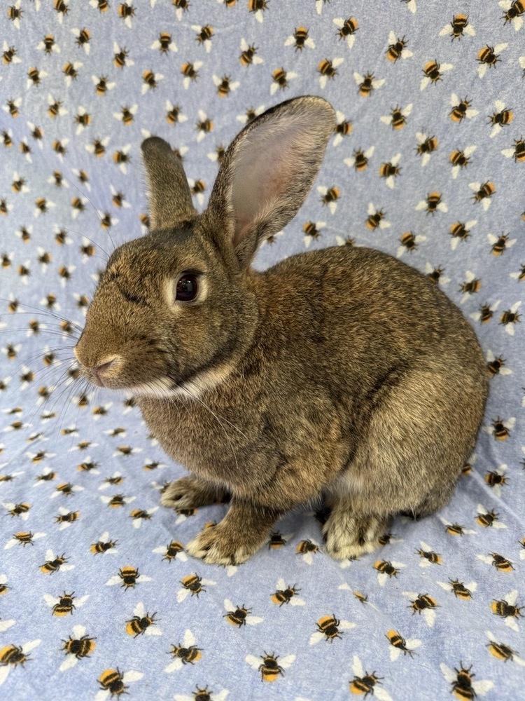 Preston, Adoptable, Adult Male English Spot.