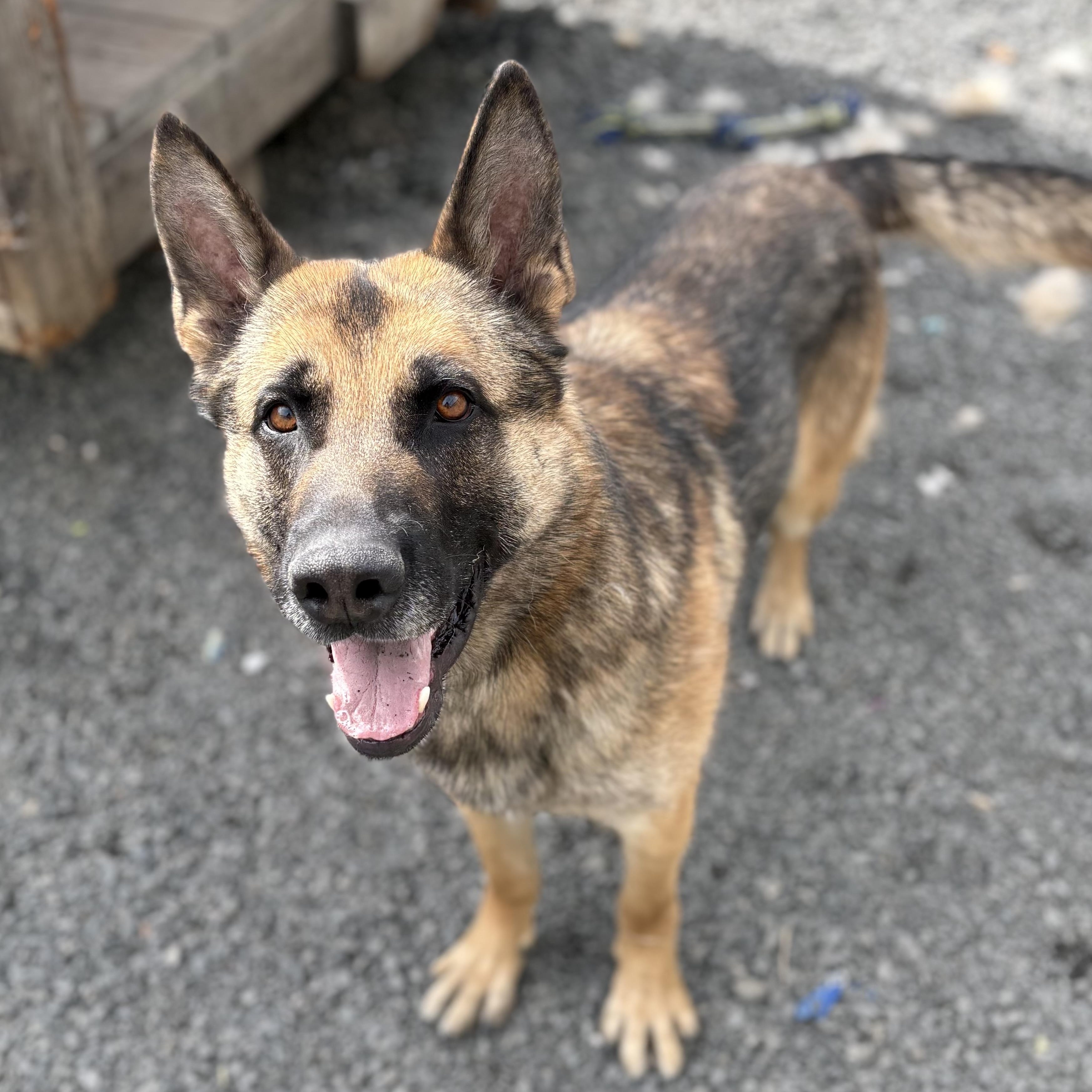 Enlarge Hawkins, an adoptable German Shepherd Dog in Moscow, ID image 2/4