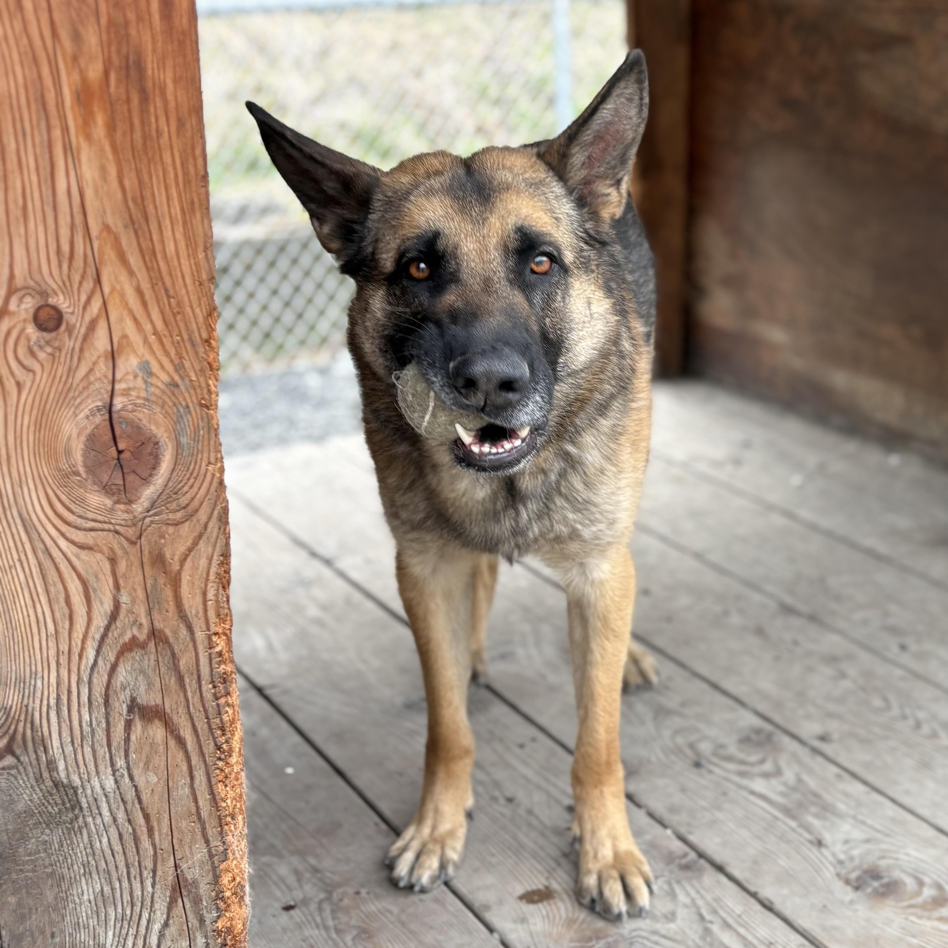 Enlarge Hawkins, an adoptable German Shepherd Dog in Moscow, ID image 3/4