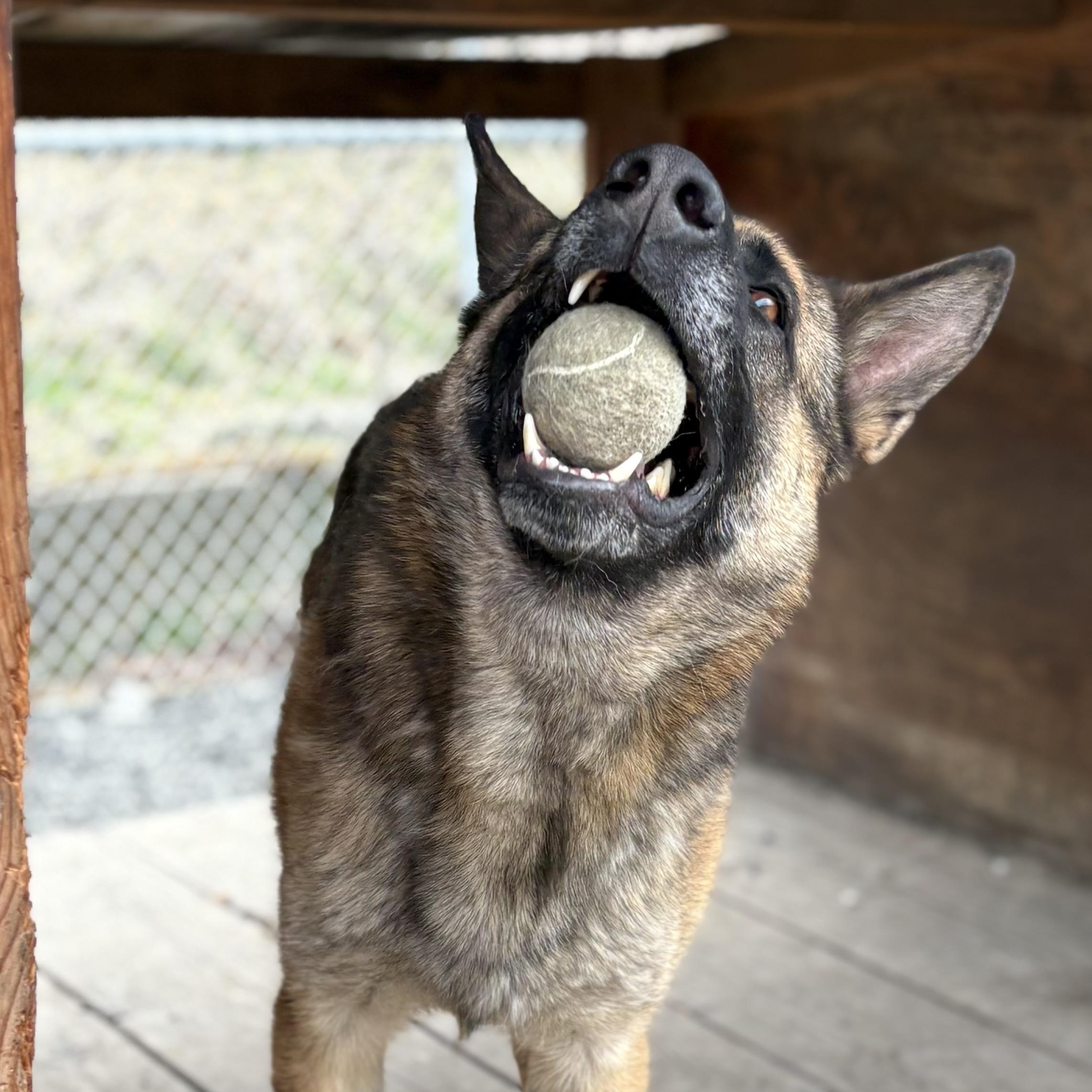 Enlarge Hawkins, an adoptable German Shepherd Dog in Moscow, ID image 4/4