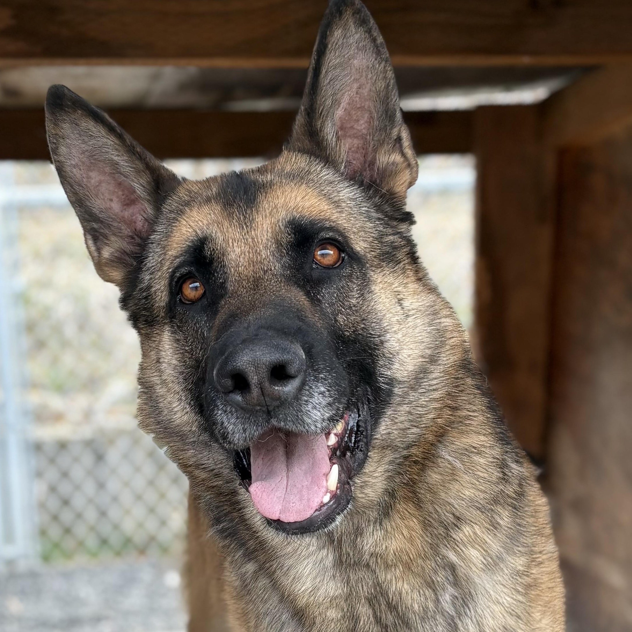 Hawkins, adoptable, Adult Male German Shepherd Dog.